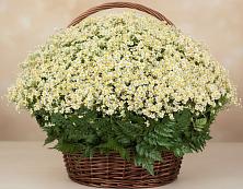 Цветочная композиция из Ромашки в корзине #REPLACE_PRED# Ольгинской Краснодарского края